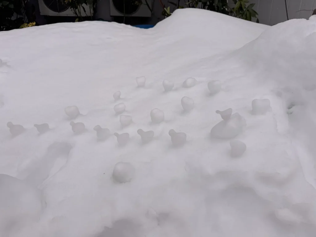 東映酒店外雪地上排列的小雪鴨群像