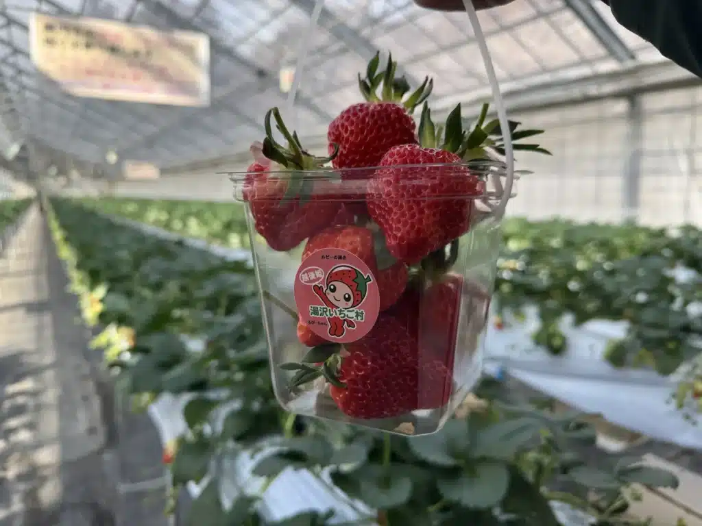 在湯澤草莓村採到的一盒新鮮越後姬草莓，放在溫室的草莓棚前拍攝。