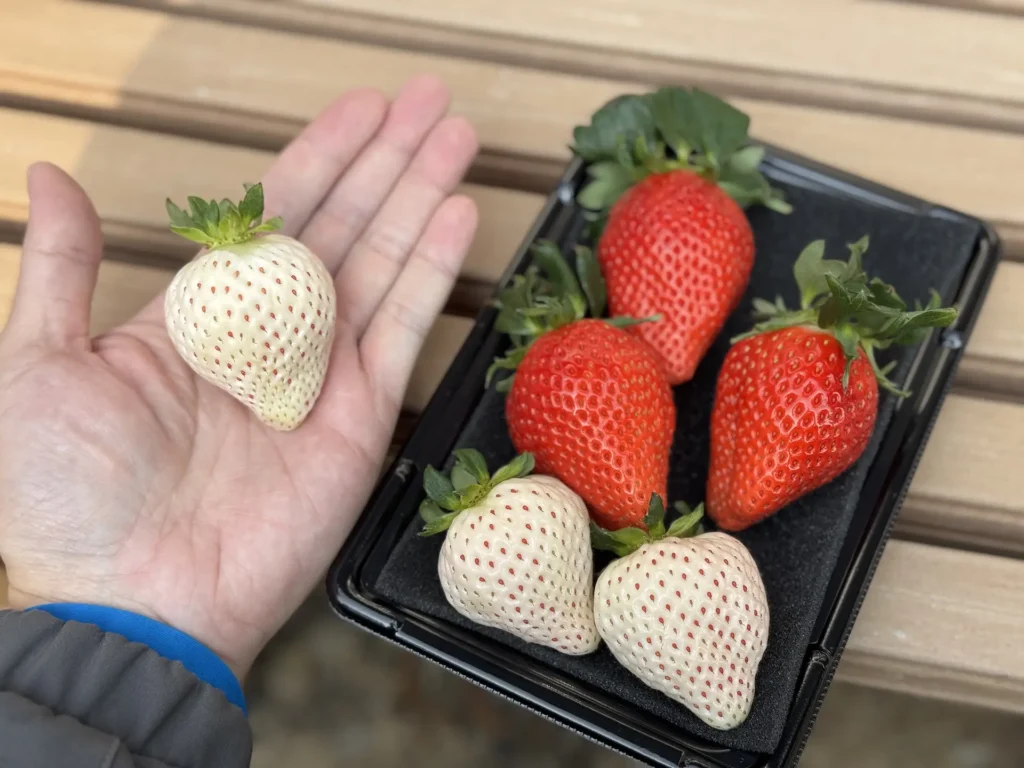 白色草莓與紅色草莓放在托盤中,手掌拿起一顆白草莓對比大小