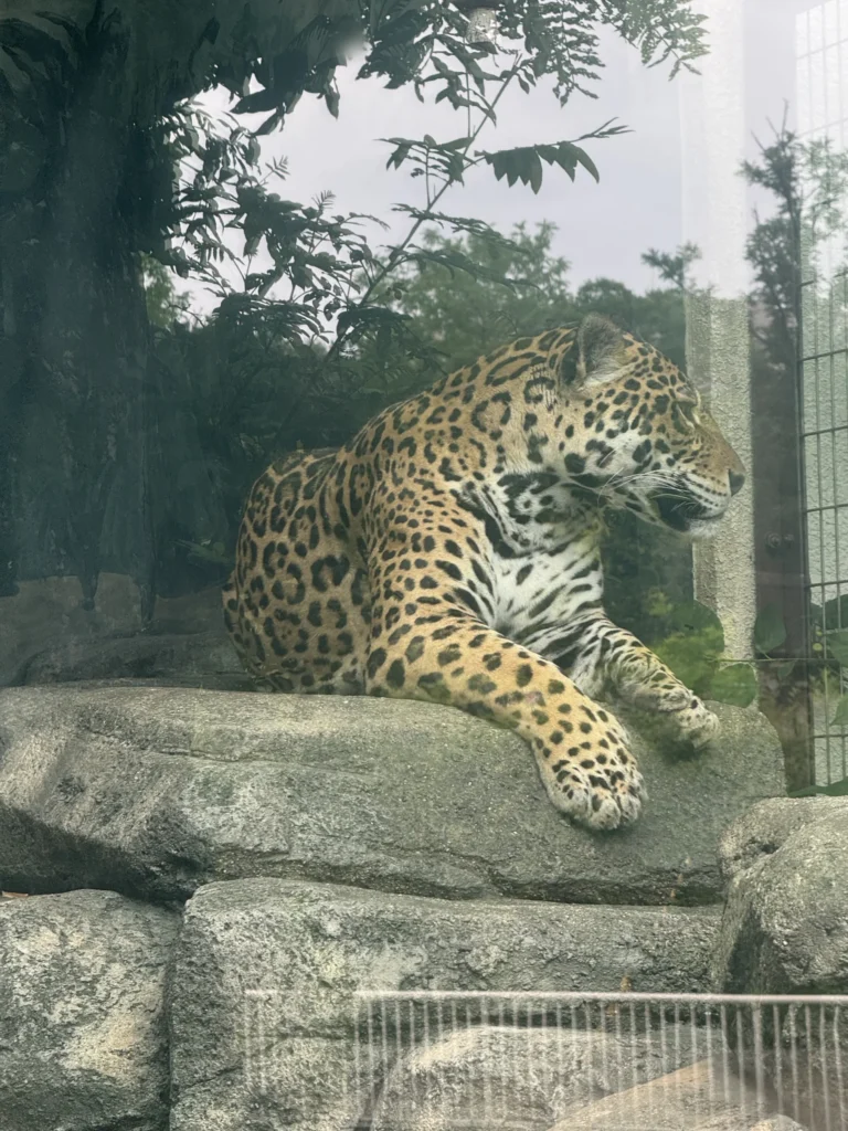 天王寺動物園的美洲豹,趴在石頭上