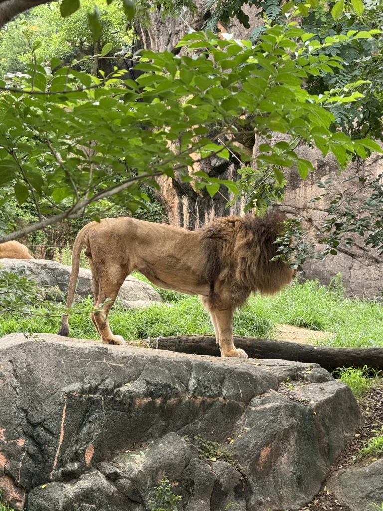 天王寺動物園的獅子,站在大石頭上