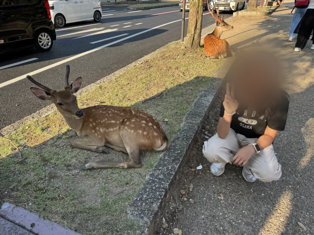 奈良公園路邊趴著休息的鹿，姐姐蹲在旁邊比 YA