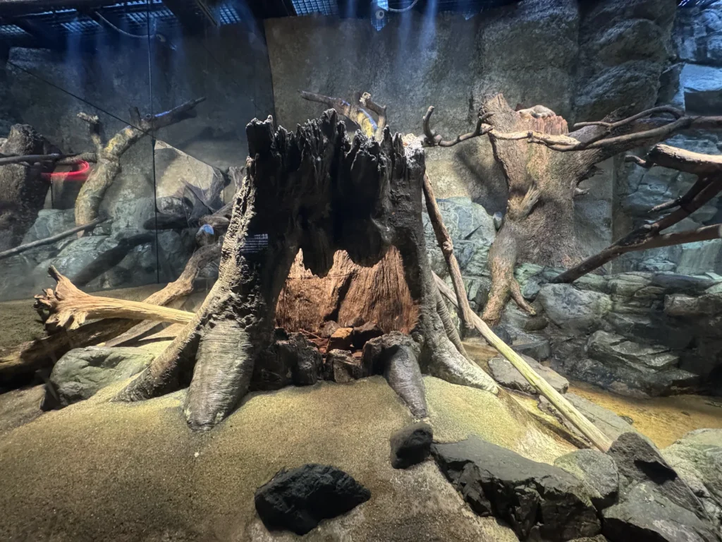 海遊館一開始的展區，水槽裡是枯木和岩石