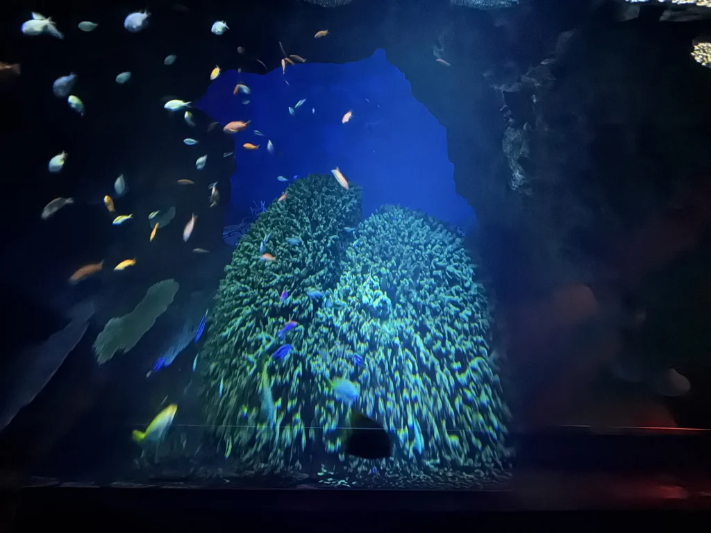 海遊館水槽裡的魚群，圍著中間一大片珊瑚