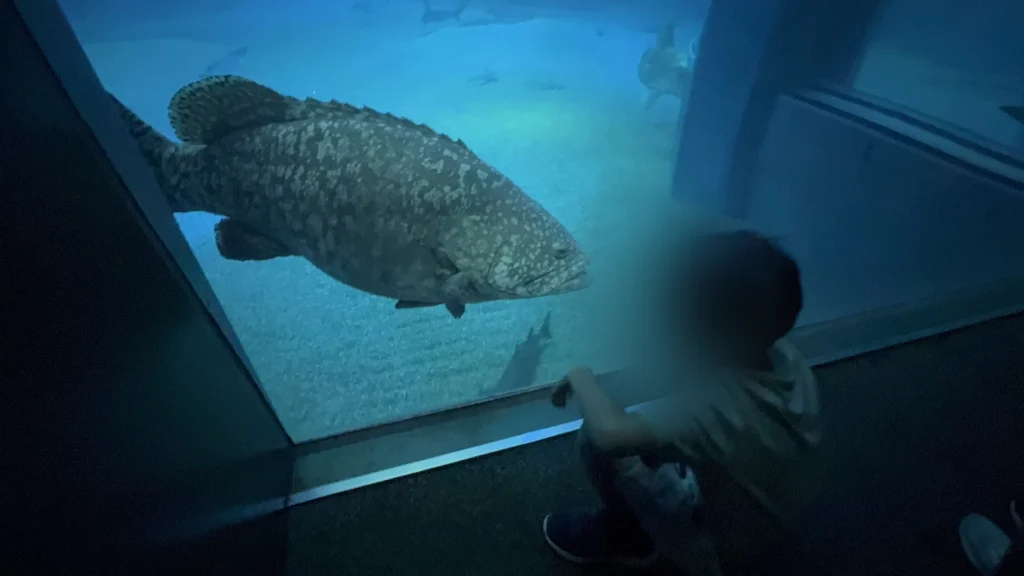 海遊館的大水槽，一條很大的魚游過玻璃前的小孩面前