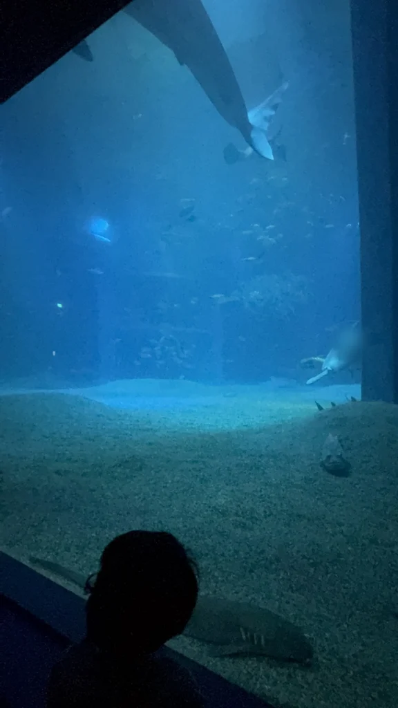 海遊館中間的大水槽，上方有大魚的影子游過