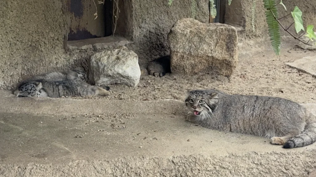 神戶動物王國的兔猻展區，幾隻兔猻趴在地上